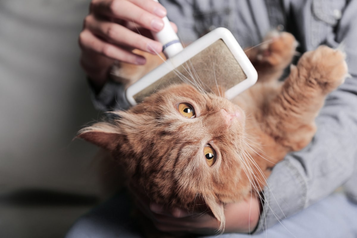 muta gatto