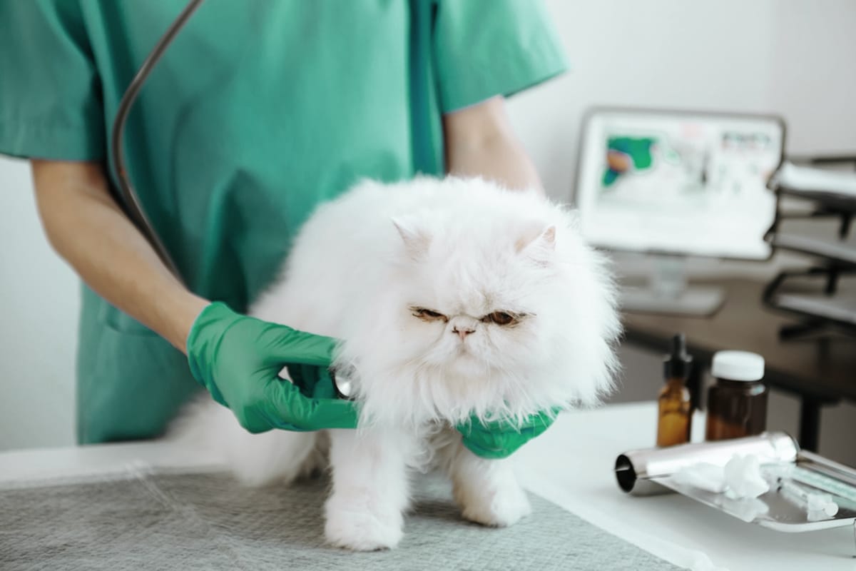 tenia nel gatto