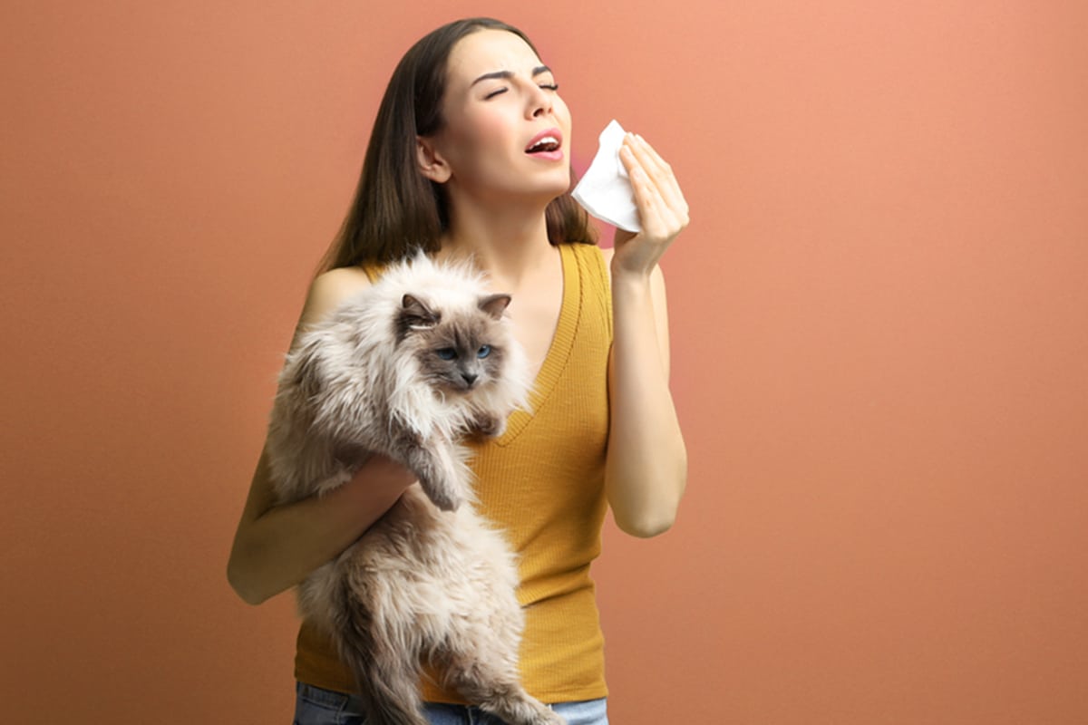 gatti per allergici
