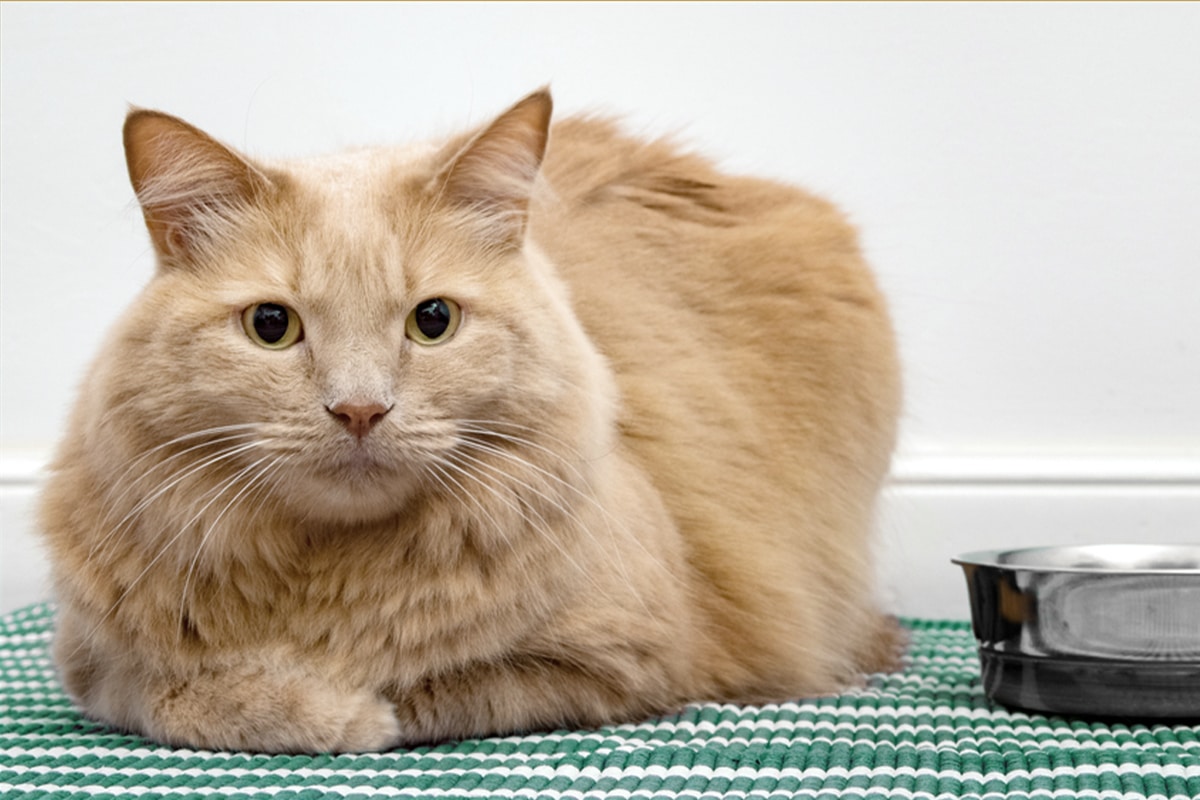 gatto infezioni vie urinarie