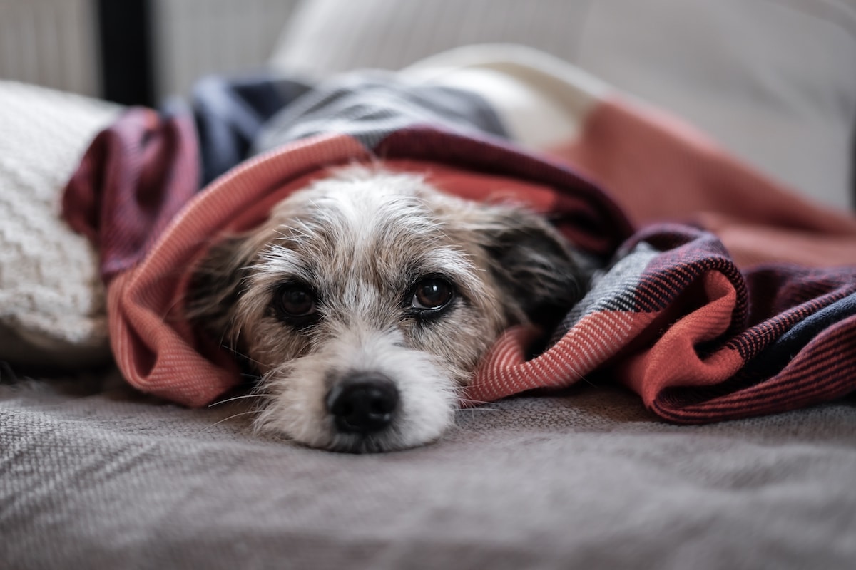 Tecnica coperta magica cani