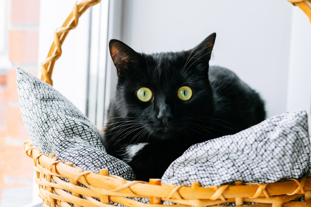 gatto nero day