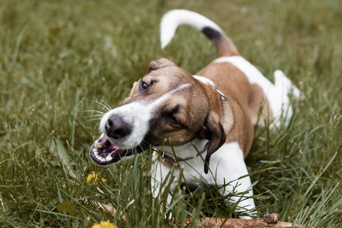 cane mangia erba