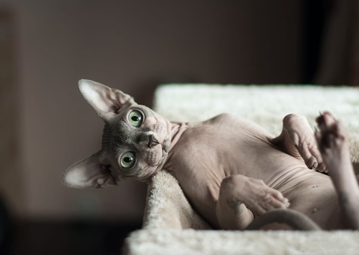 Gatti senza pelo