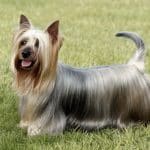 Cane Australian Silky Terrier