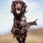 Cane Field Spaniel