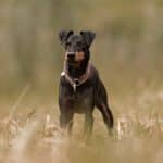 Cane Manchester Terrier