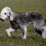 Cane Bedlington Terrier