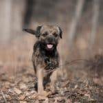 Cane Border Terrier