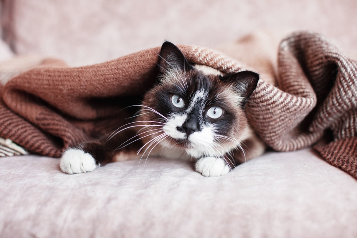 Gatto freddo