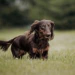 Cane Bassotto Tedesco