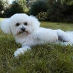 Cane Bichon Frisé