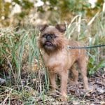Cane Piccolo Brabantino