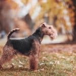 Cane Welsh Terrier