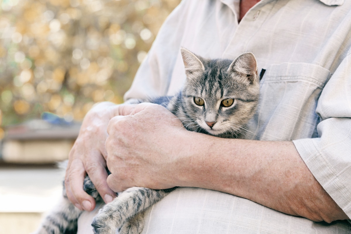artrite gatto