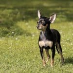 Cane Black and Tan Toy Terrier