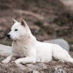 Cane Jindo Coreano