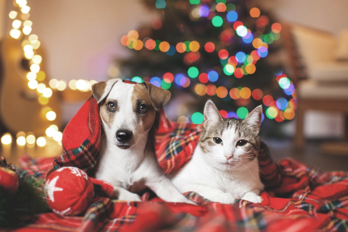 capodanno cani gatti casa