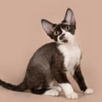 Gatto Devon Rex