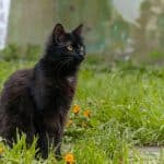 Gatto York Chocolate