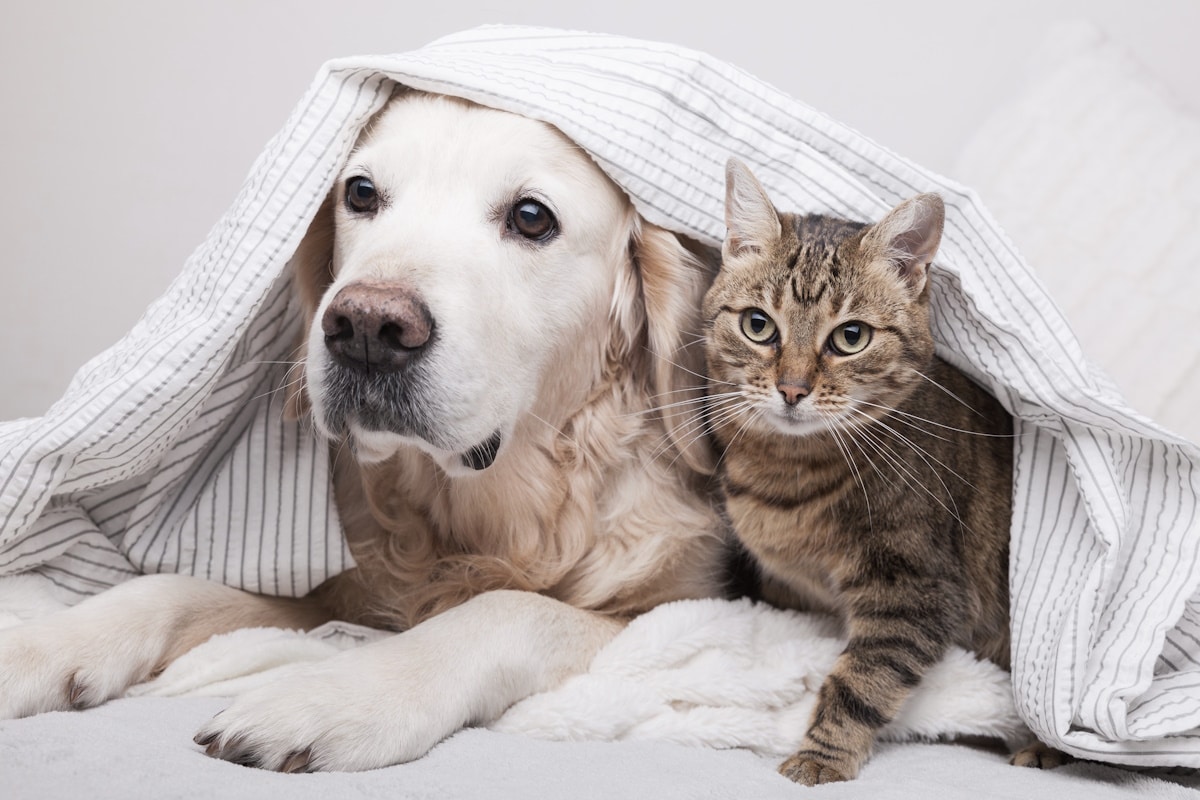 Gruppo sanguigno cane gatto