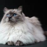 Gatto Sacro di Birmania