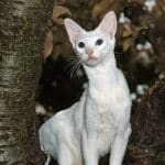 Gatto Foreign White