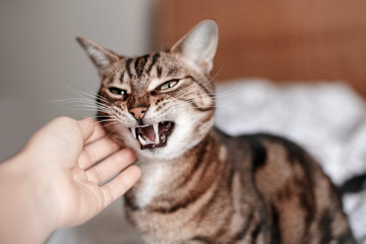 gatto denti