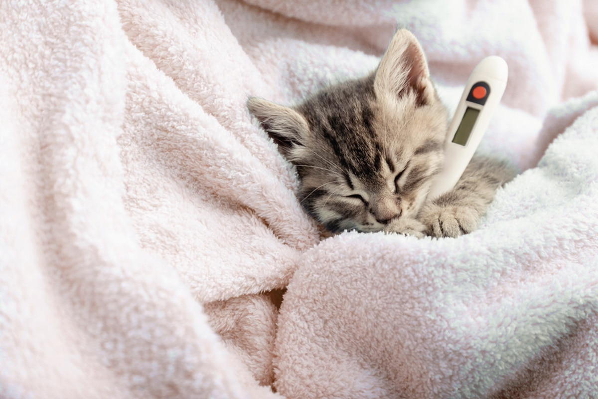 gatto febbre