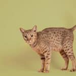 Gatto Ocicat