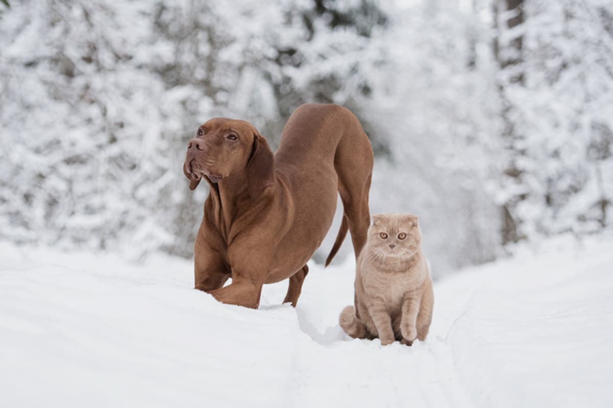 giornata mondiale neve