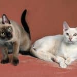 Gatto Tonkinese