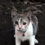 Gatto Giavanese