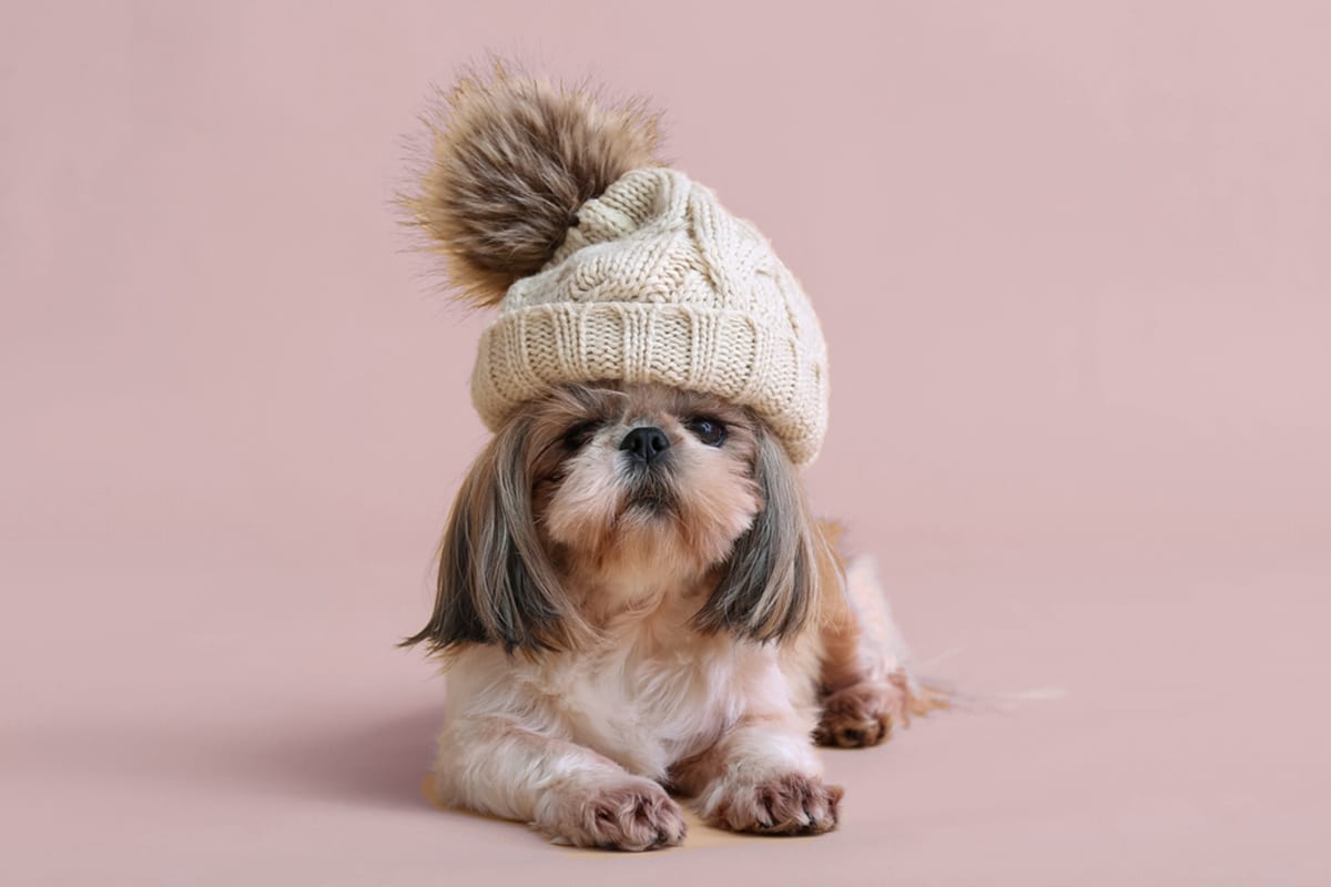 cani che soffrono freddo