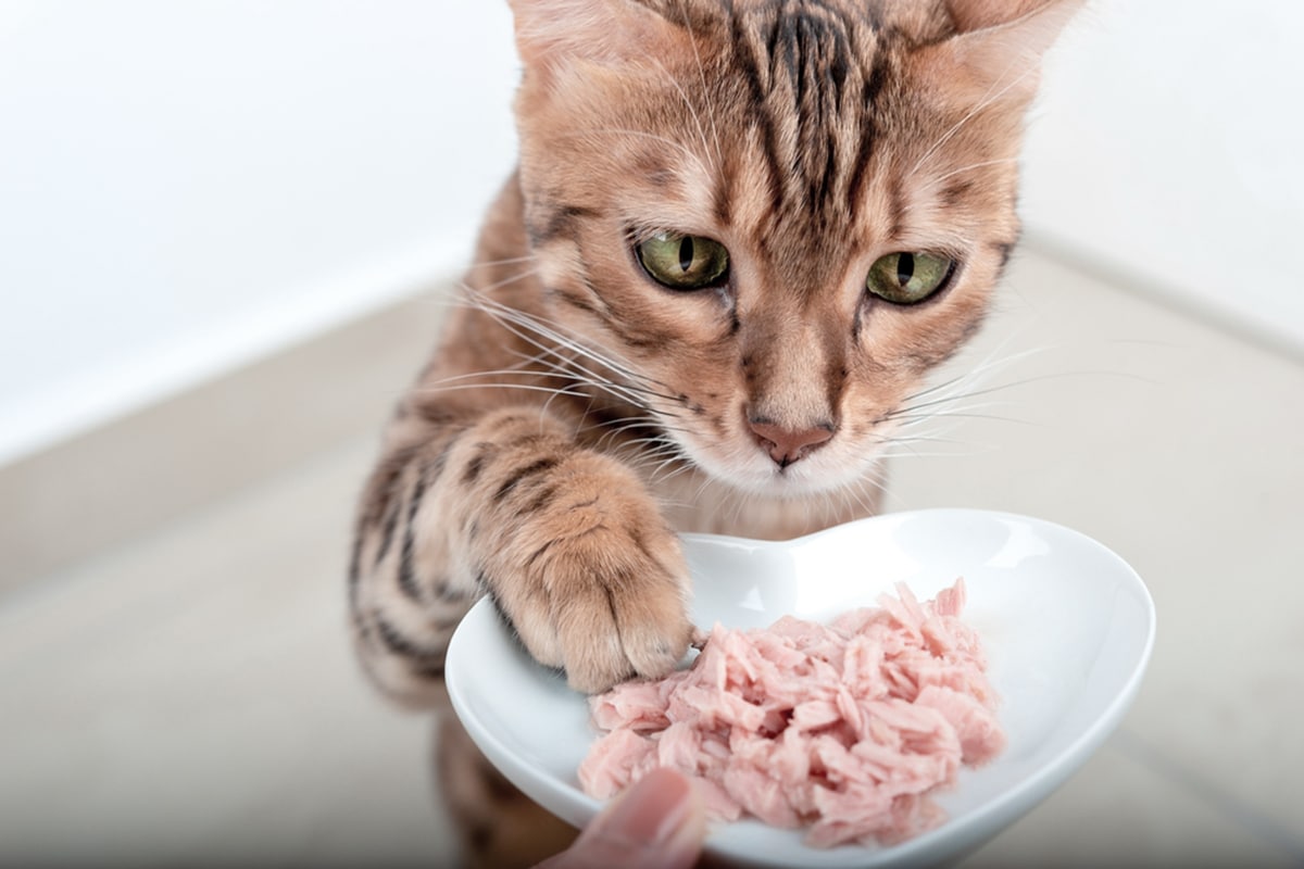 gatto tonno