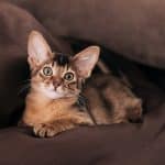 Gatto Somalo