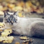 Gatto Thai