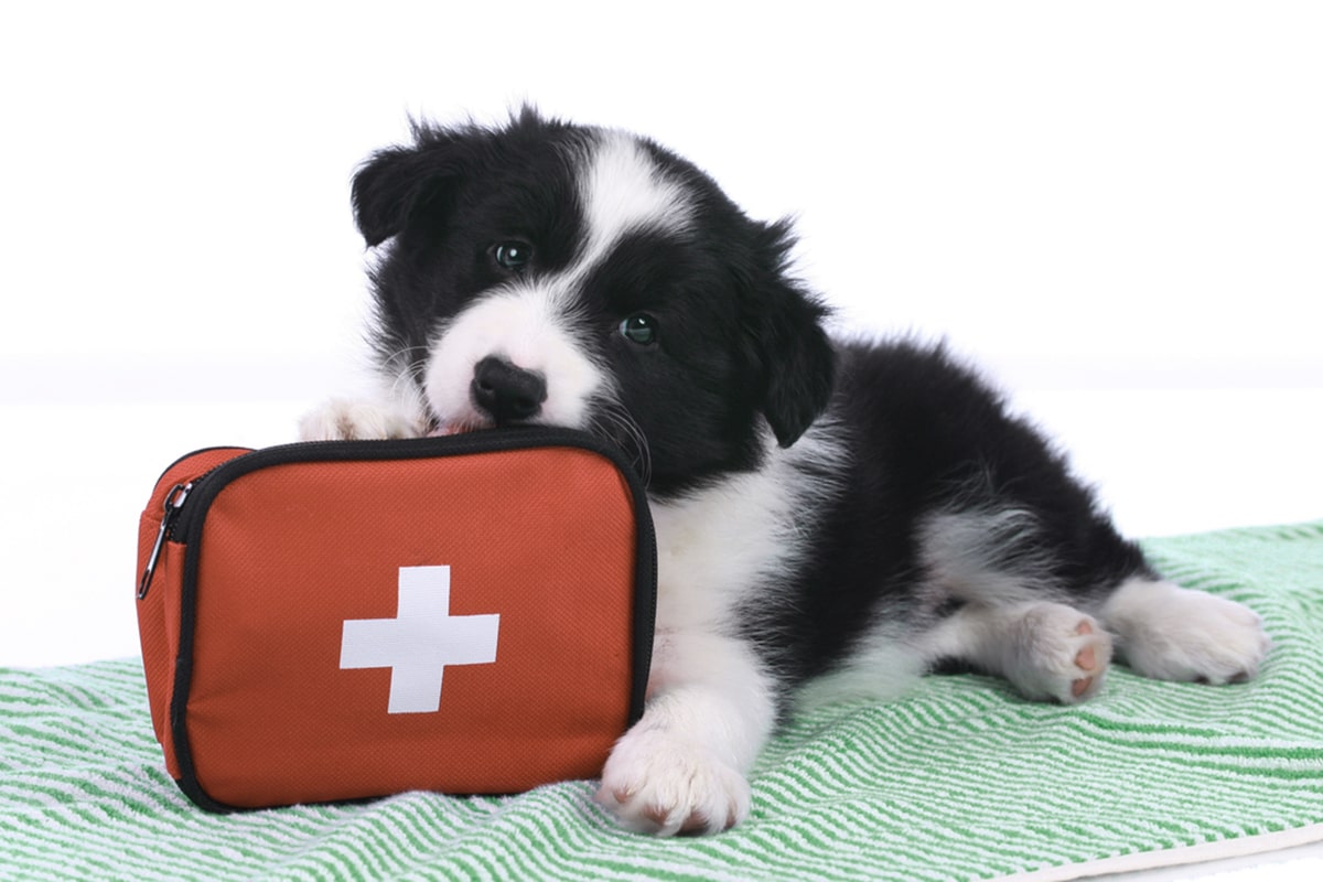 cane primo soccorso