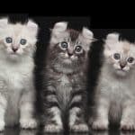 Gatto American Curl