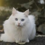 Gatto Angora Turco