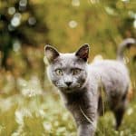 Gatto Certosino