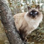 Gatto Balinese