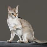 Gatto Singapura