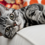 Gatto American Shorthair