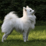 Cane Volpino Italiano