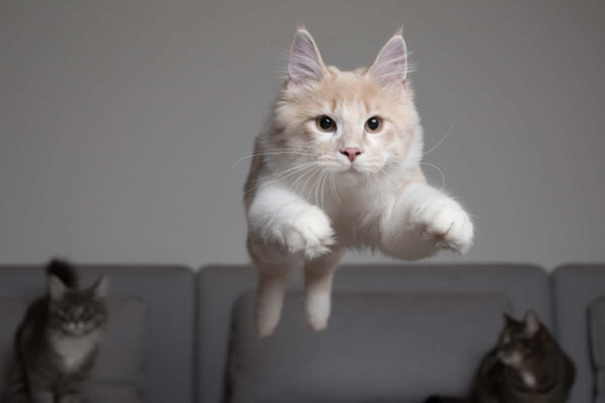 gatto iperattivo