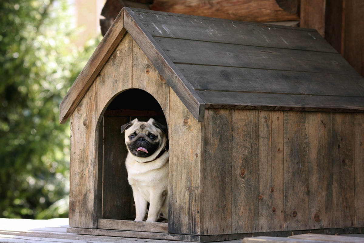 cuccia cane