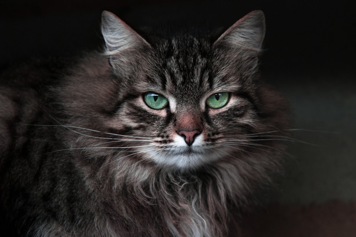 gatti buio