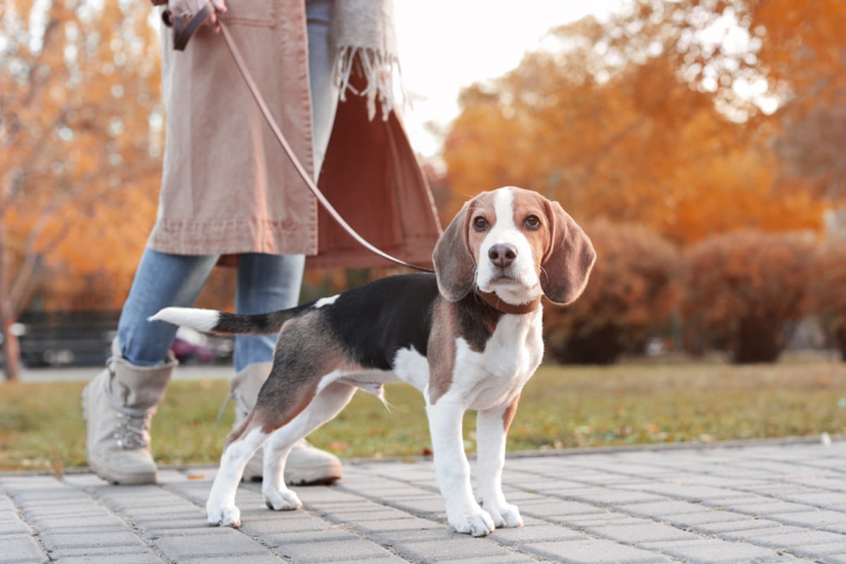 passeggiata cane