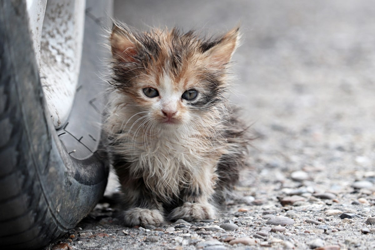 gatto smarrito